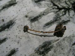 Mycena picta