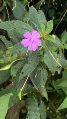 Impatiens platypetala