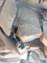 Tylecodon bodleyae
