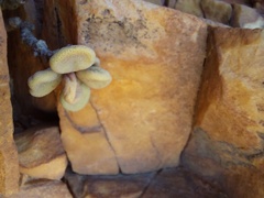 Tylecodon bodleyae