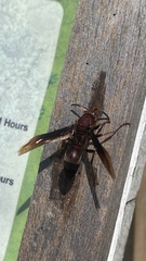 Polistes tenebricosus