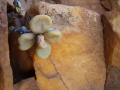Tylecodon bodleyae