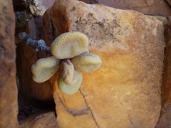 Tylecodon bodleyae