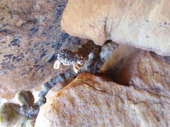 Tylecodon bodleyae