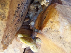Tylecodon bodleyae