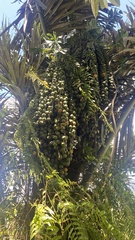 Ficus fistulosa