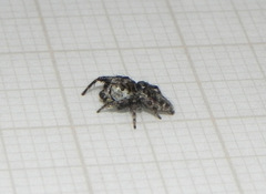 Gastromicans