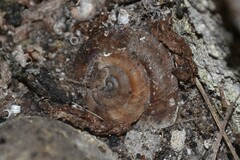 Helicigona lapicida