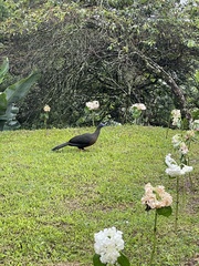 Chamaepetes goudotii