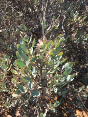 Dendromecon harfordii