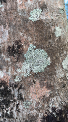 Heterodermia albicans