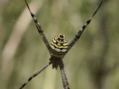 Argiope picta
