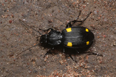 Craspedophorus