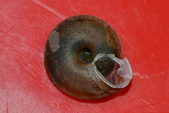 Helicigona lapicida