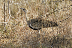 Lissotis melanogaster