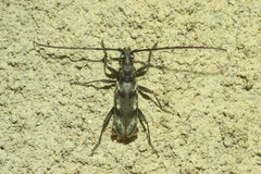 Pachydissus natalensis
