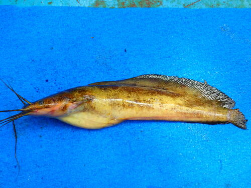 Forest catfish (Clarias buthupogon) — Clariidae — 5