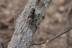 Agaleptus quadrinotatus