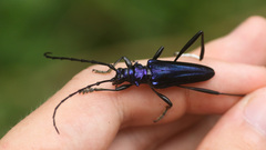 Mecosaspis glabripennis