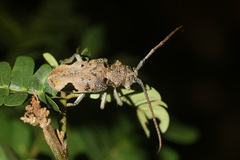 Phryneta leprosa