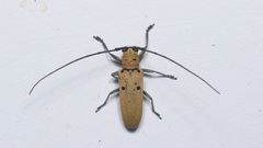 Prosopocera pylas