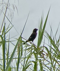 Amblyospiza albifrons