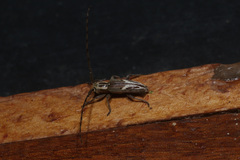 Eunidia brunneopunctata strigatoides