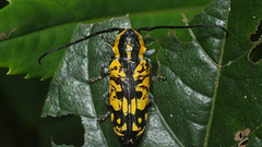 Tragocephala variegata