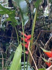 Heliconia bihai