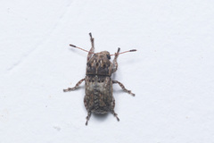 Anthribidae
