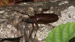 Macrotoma natala