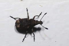 Anthribidae