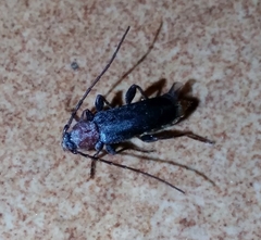 Phymatodes testaceus