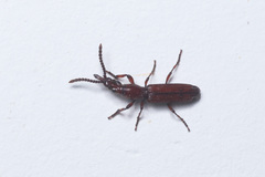 Brentinae