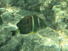 Acanthurus guttatus