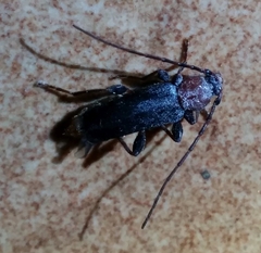 Phymatodes testaceus