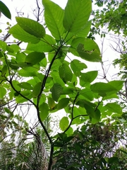 Dendrocnide meyeniana