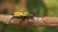 Eudicella tetraspilota