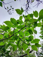 Dendrocnide meyeniana