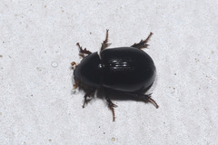Hybosorus