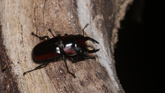 Prosopocoilus