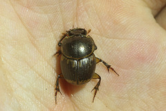 Digitonthophagus