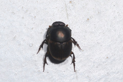 Digitonthophagus