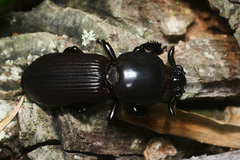 Hemipristula muelleri