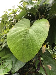 Decalobanthus distillatorius