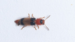 Tenerus