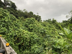 Decalobanthus distillatorius