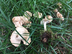 Marasmius oreades image