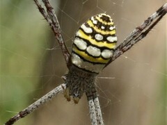 Argiope picta