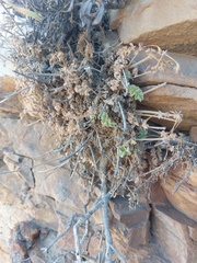 Pelargonium fulgidum